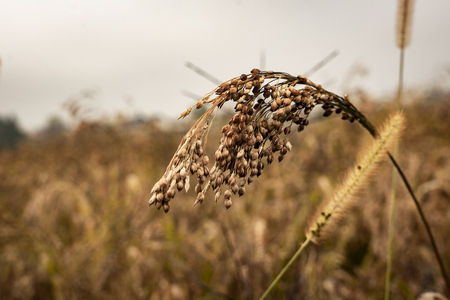 Proso / izkustvena delavnica