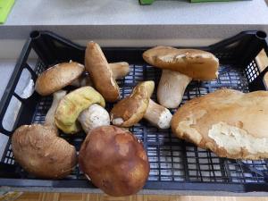 42698766_2083772165006136_3170762406590676992_n