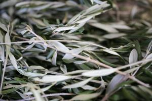 oljke-scaled-e1585902694194