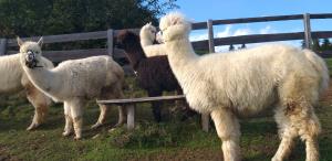 122126194_643208123025310_2880912720663671031_n