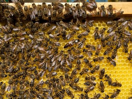 6Šolski čebelnjak SŠ Ravne