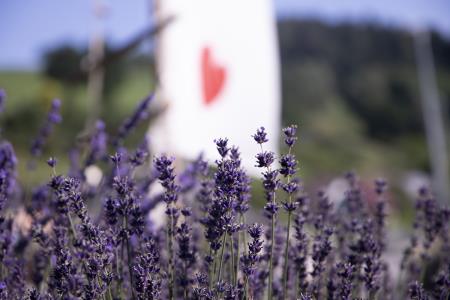 Srčna in počitniška kreacija na Brdinjah 