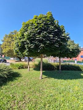 Mesec september - zlati mesec