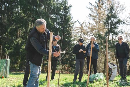 Obrezovanje sadnega drevja ob Prežihovi bajti – ohranjanje kulturne in sadjarske dediščine