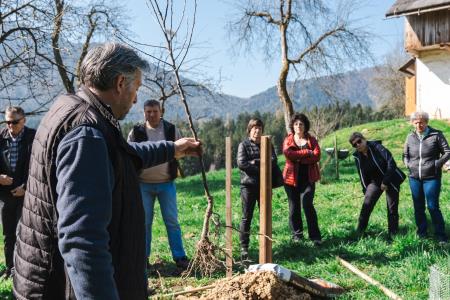 Obrezovanje sadnega drevja ob Prežihovi bajti – ohranjanje kulturne in sadjarske dediščine