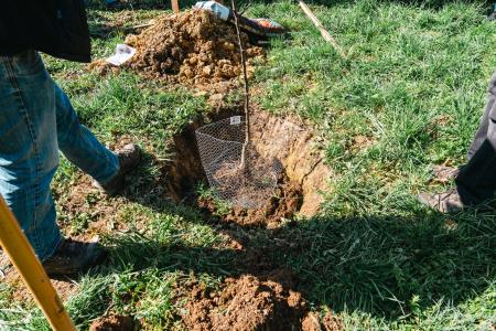 Obrezovanje sadnega drevja ob Prežihovi bajti – ohranjanje kulturne in sadjarske dediščine