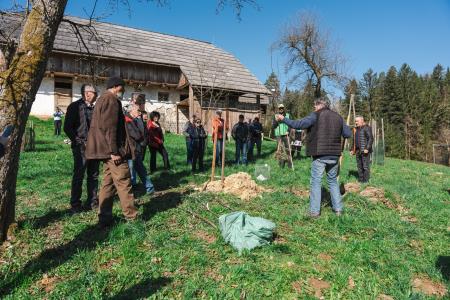 Obrezovanje sadnega drevja ob Prežihovi bajti – ohranjanje kulturne in sadjarske dediščine