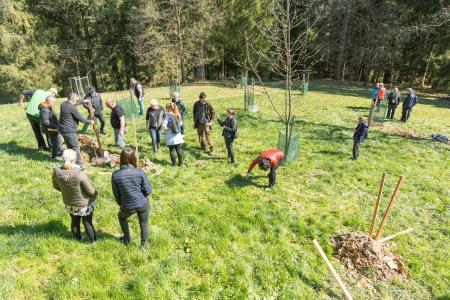 Obrezovanje sadnega drevja ob Prežihovi bajti – ohranjanje kulturne in sadjarske dediščine