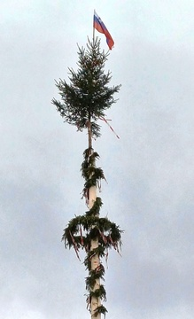Postavljanje mlaja na Ravnah in v Kotljah