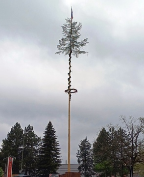 Postavljanje mlaja na Ravnah in v Kotljah