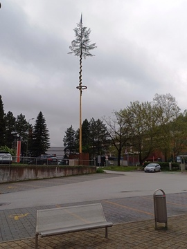 Postavljanje mlaja na Ravnah in v Kotljah