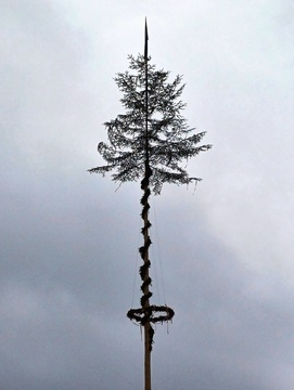 Postavljanje mlaja na Ravnah in v Kotljah