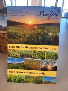 Proso / izkustvena delavnica