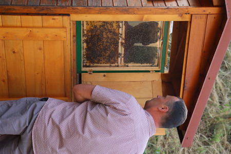 Projekt enforce: pomen doživljajskega čebelarstva 