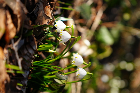 V Bike Parku Poseka stekla dela za novo sezono