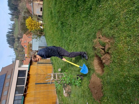 Župan zasadil lipo ob Mestni tržnici