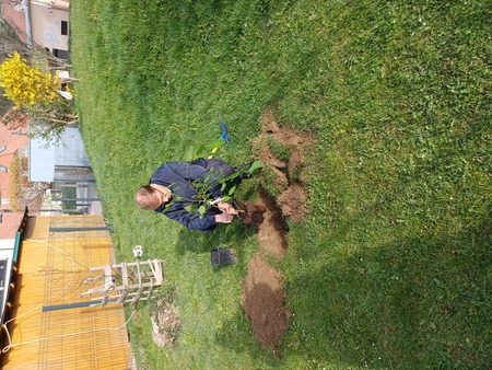 Župan zasadil lipo ob Mestni tržnici