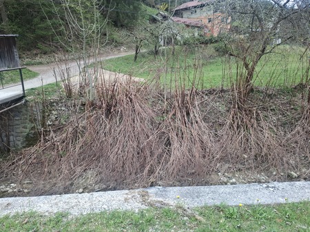 Naravoslovni dan - tujerodne, invazivne rastline 