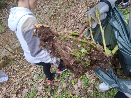 Naravoslovni dan - tujerodne, invazivne rastline 